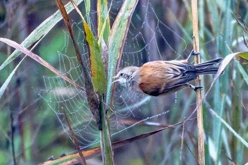 Beutelmeise (Jungvogel)