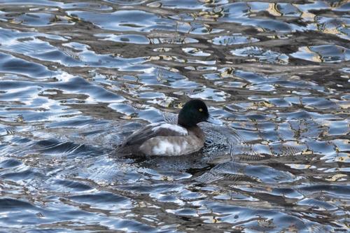 Bergente (Jungvogel)