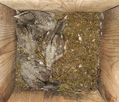 Wendehals (Jungvogel)