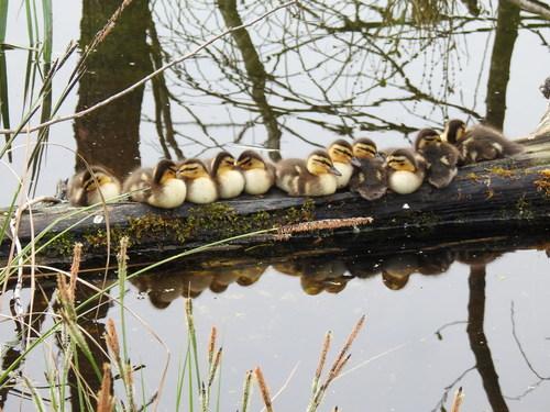 Stockente (Jungvogel)