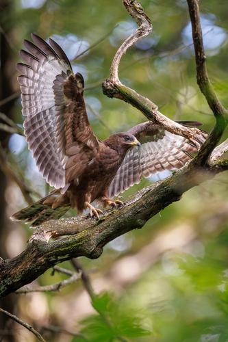 Wespenbussard (Jungvogel)