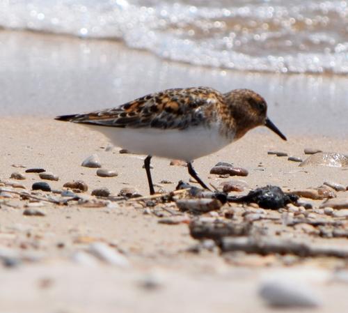 Sanderling