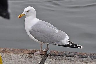Silbermöwe