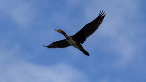 Kormoran