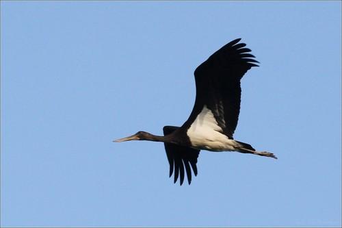 Schwarzstorch (Jungvogel)