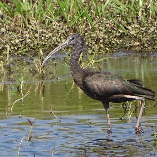 Sichler (Weibchen)
