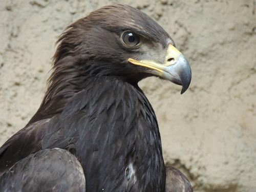 Steinadler