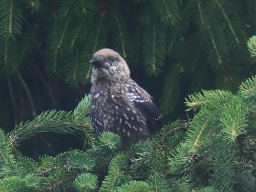 Tannenhäher (Jungvogel)