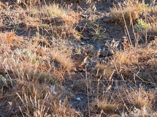 Ortolan (Jungvogel)