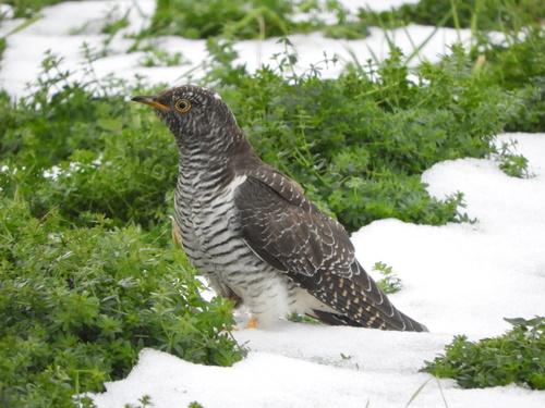 Kuckuck (Jungvogel)