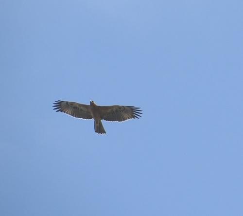 Habichtsadler
