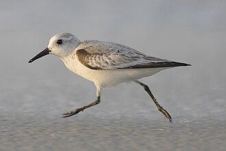 Sanderling