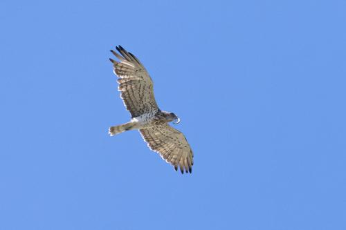 Schlangenadler