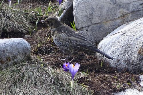 Ringdrossel (Jungvogel)
