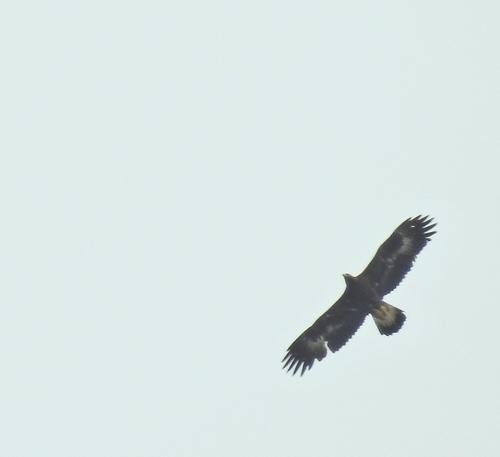 Steinadler