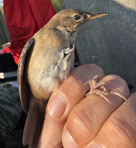 Rohrschwirl (Jungvogel)