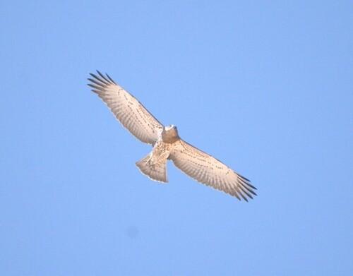 Schlangenadler (Jungvogel)