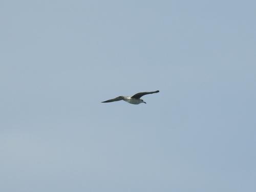 Heringsmöwe (Jungvogel)