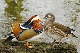 Mandarin-Ente
