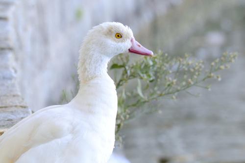 Nilgans