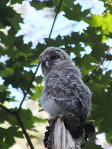 Habichtskauz (Jungvogel)