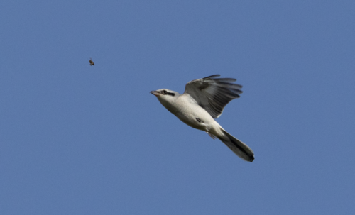 Raubwürger (Jungvogel)