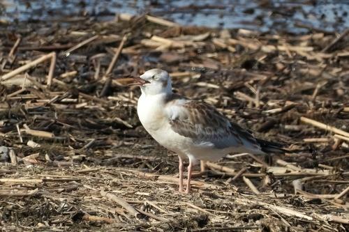 Lachmöwe (Jungvogel)