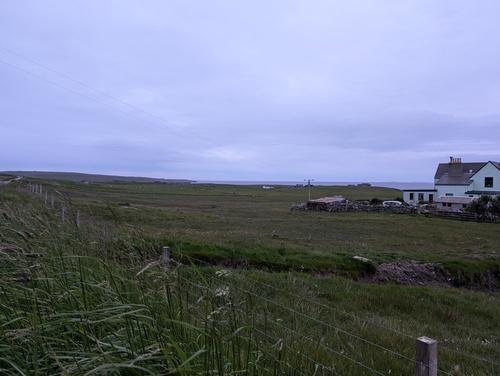 Sturmmöwe