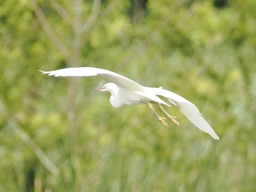 Seidenreiher (Jungvogel)