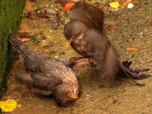 Amsel