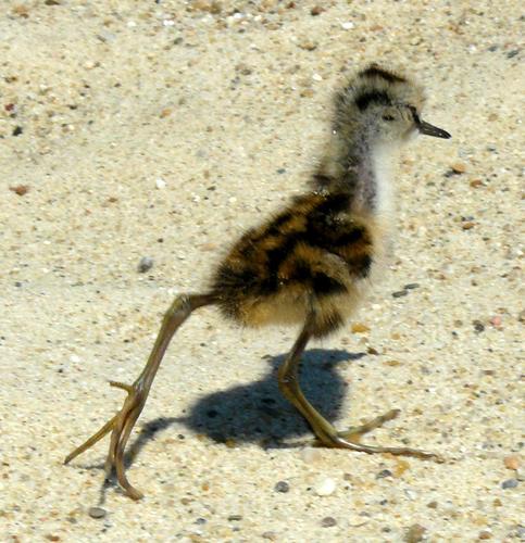 Teichwasserläufer (Jungvogel)
