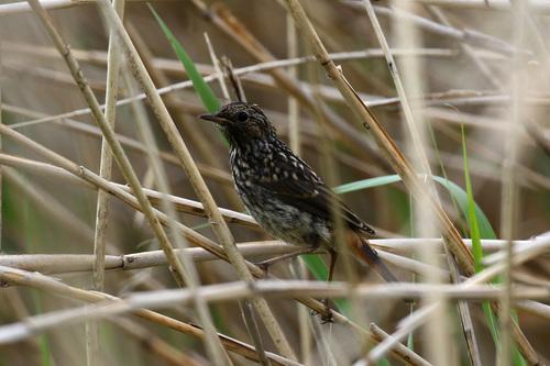 Blaukehlchen (Jungvogel)