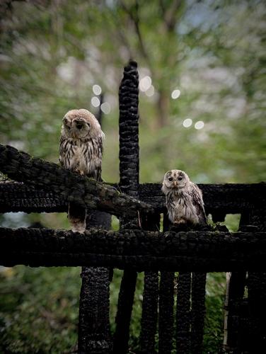 Habichtskauz (Jungvogel)