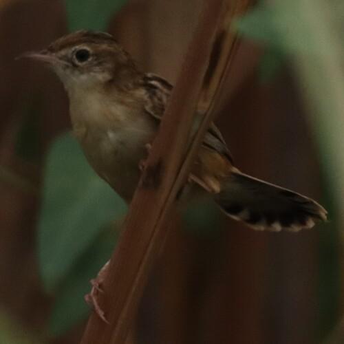 Zistensänger (Jungvogel)