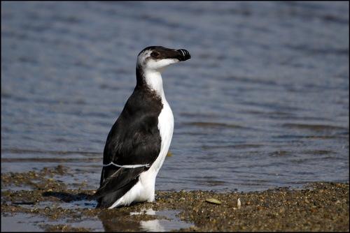 Tordalk (Jungvogel)
