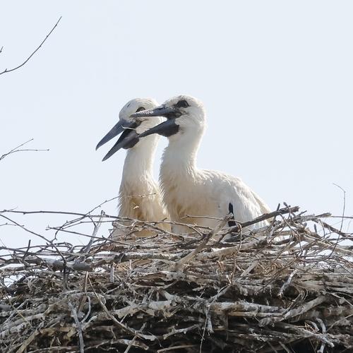 Weißstorch (Jungvogel)