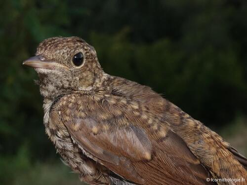 Nachtigall (Jungvogel)