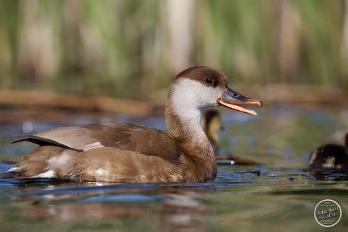 Kolbenente (Jungvogel)