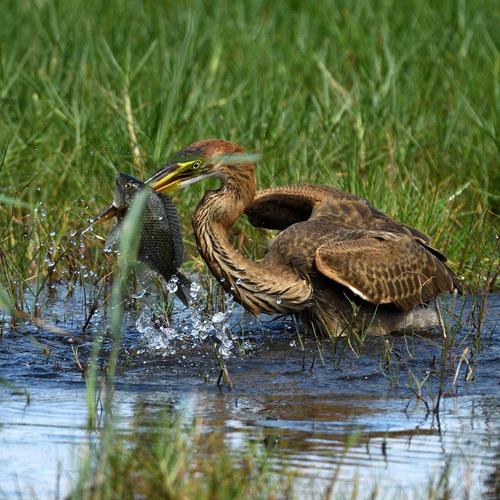 Purpurreiher (Jungvogel)