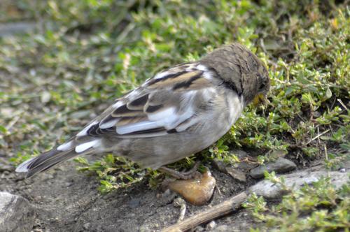 Haussperling (Jungvogel)