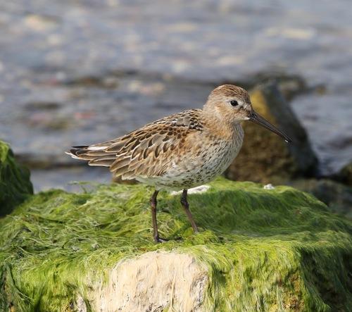 Alpenstrandläufer (Jungvogel)