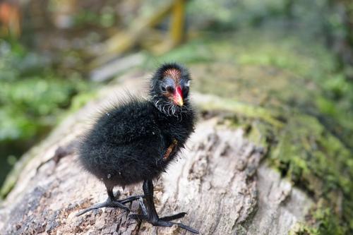 Teichhuhn (Jungvogel)