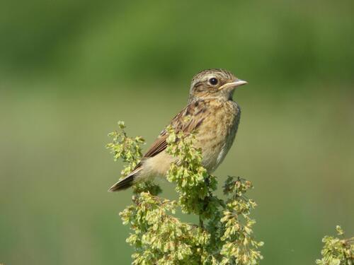 Braunkehlchen (Jungvogel)