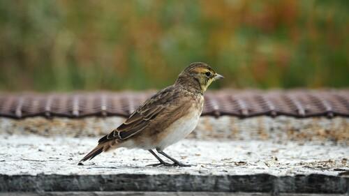 Ohrenlerche (Jungvogel)