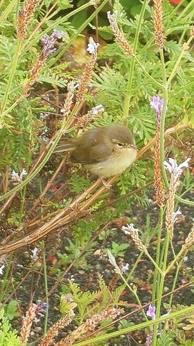 Kanarenzilpzalp (Jungvogel)