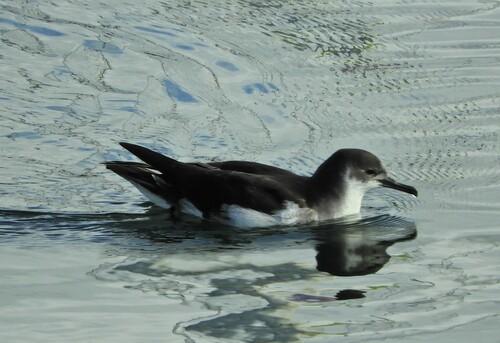 Atlantiksturmtaucher (Jungvogel)
