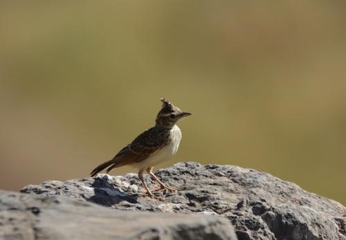 Theklalerche (Jungvogel)