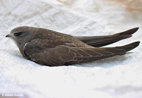 Mauersegler (Jungvogel)
