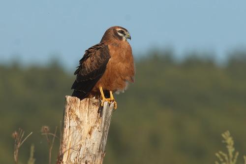 Wiesenweihe (Jungvogel)