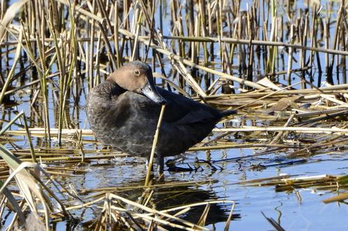 Tafelente (Jungvogel)